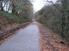 Southern Trail Tullig Wood Section 